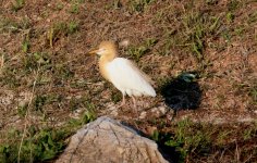 Cattle Egret.jpg