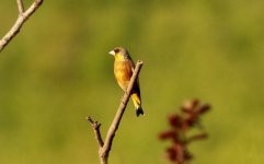 Oriental Greenfinch.jpg