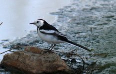 White Wagtail.jpg