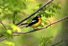 Yellow-rumped Flycatcher.jpg