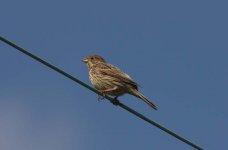 corn bunting.jpg