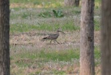 Whimbrel.jpg