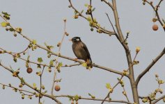 White-cheeked Starling.jpg