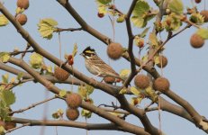 Yellow-browed Bunting.jpg