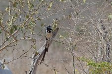 Black-throated Magpie-jay_s.jpg