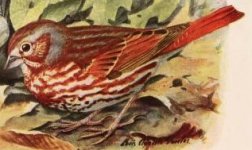 Fox sparrow.jpg