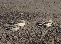 Snow Bunting_Girdle Ness_210314a.jpg