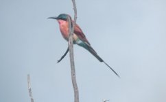 Carmine Bee-eater.jpg