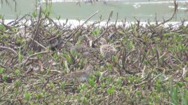 pec sand at kinnordy 047.jpg