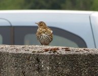 mistle thrush.JPG