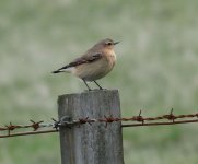 wheatear.JPG