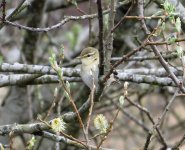 willow warbler.jpg