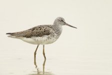 greenshank breed DB MP rx100M2 stx95mm_DSC6405.jpg