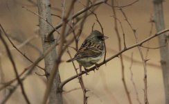 Black-faced Bunting.jpg