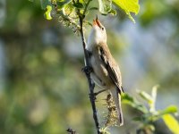 Sedge_Warbler_Acrocephalus_schoenobaenus_11.jpg