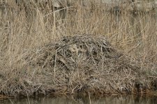 Coypu2.jpg