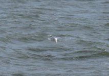 Scandi Herring Gull_Girdle Ness_220314a.jpg