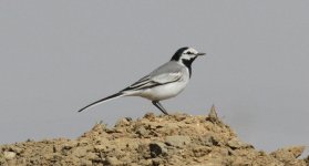 White Wagtail ocularis.jpg