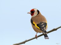 goldfinch1c.jpg