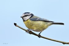 bluetit5.jpg