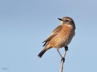 stonechat1c.jpg