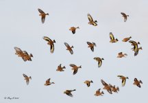 finches3m.jpg