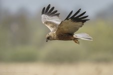 Marsh-Harrier-14-BF.jpg