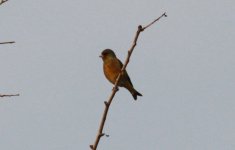 Oriental Greenfinch.jpg