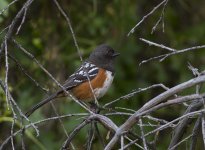 Spotted_Towhee_1148.jpg