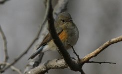 Red-flanked Bluetail.jpg