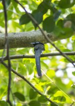 Japanese Paradise Flycatcher.jpg