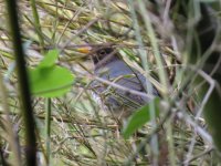 IMG_3648 Japanese Thrush @ Tai O.JPG