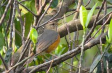 IMG_3653 Grey-backed Thrush @ Tai O.JPG