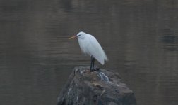 Chinese Egret.jpg