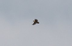 Zitting Cisticola.jpg