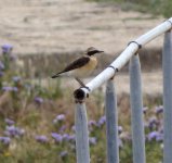 Wheatear sp. Cyprus 1..jpg