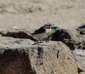 Wheatear sp. Cyprus..jpg