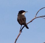 Sardinian perched up 1..jpg