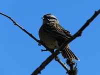 2014.04.26 Rock Bunting.JPG