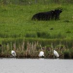 egrets.jpg