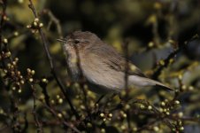 2014_03_22 (6)_Siberian_Chiffchaff (800x533).jpg