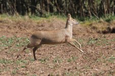 2014_03_22 (18)_Chinese_Water_Deer (800x533).jpg