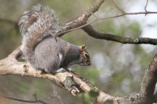 2014_03_22 (22)_Grey_Squirrel (800x533).jpg