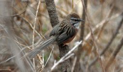 Chinese HIll Warbler.jpg