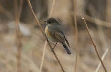 Red-flanked Bluetail f.jpg