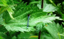 Red-eyed Damselfly(M)UW.jpg