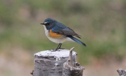 Red-flanked Bluetail.jpg