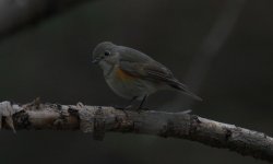 Red-flanked Bluetail f.jpg