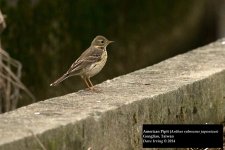 American Pipit.jpg