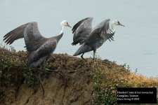 Hooded Crane.jpg